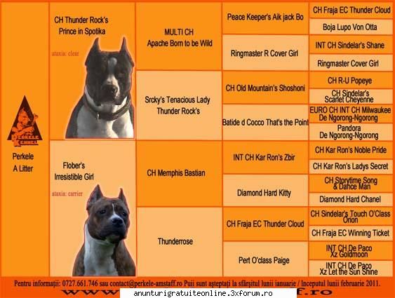 pui amstaff - Perkele Kennel - Animale
