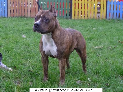 pui amstaff - Perkele Kennel - Animale