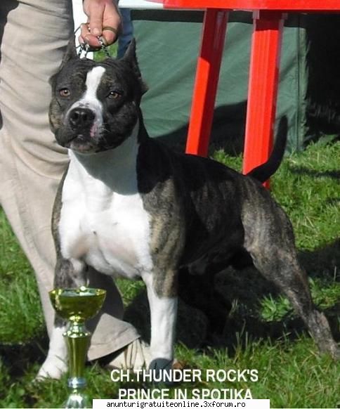 pui amstaff - Perkele Kennel - Animale